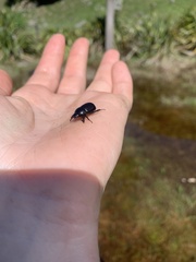 Heteronychus arator