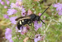Scolia sexmaculata