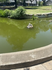 Trachemys scripta elegans