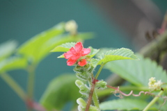 Tourrettia lappacea