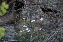 Silene undulata