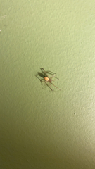 Cheiracanthium mildei