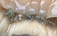 Dynamenella perforata