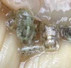 Dynamenella perforata