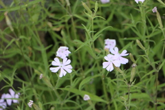 Silene undulata