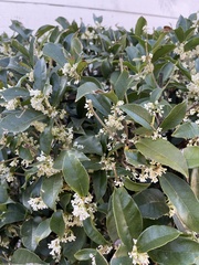 Osmanthus fragrans