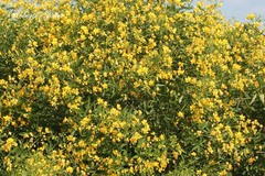Senna corymbosa