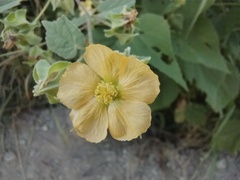 Abutilon abutiloides