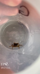Pachygrapsus gracilis