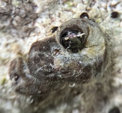 Dendropoma corrodens