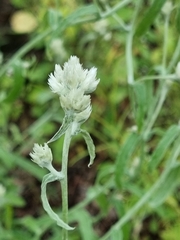 Pseudognaphalium microcephalum