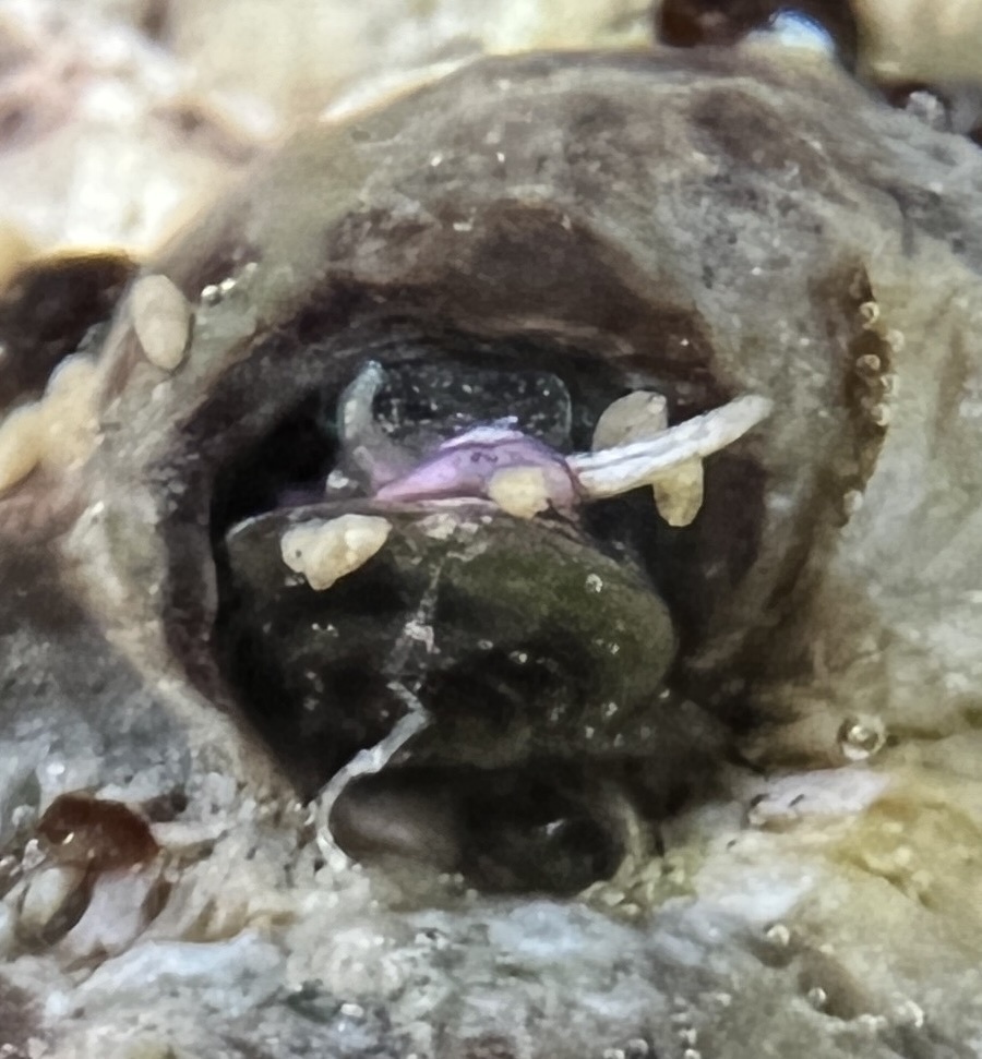 Ringed Wormsnail