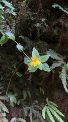 Erythranthe dentata