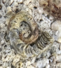 Dendropoma corrodens