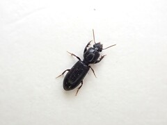 Clivina vagans