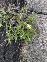 Tridax procumbens