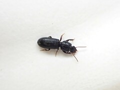 Clivina vagans