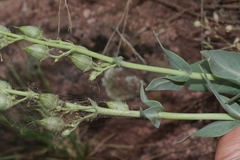 Penstemon secundiflorus