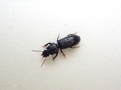 Clivina vagans