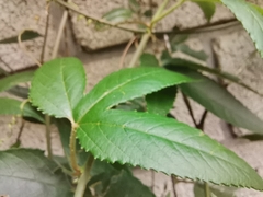 Passiflora tarminiana