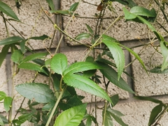 Passiflora tarminiana