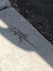 Sceloporus occidentalis