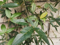 Passiflora tarminiana