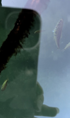 Cymatogaster aggregata