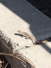 Sceloporus occidentalis