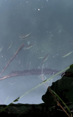 Cymatogaster aggregata