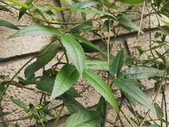 Passiflora tarminiana