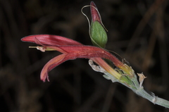 Dicliptera scutellata