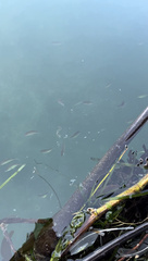 Cymatogaster aggregata