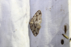 Melanolophia