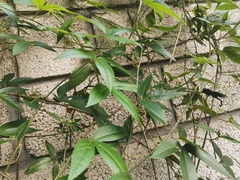 Passiflora tarminiana