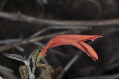Dicliptera scutellata