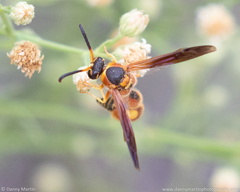 Eumenes bollii
