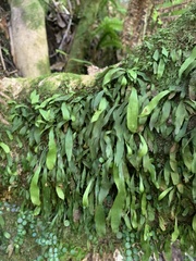 Loxogramme dictyopteris