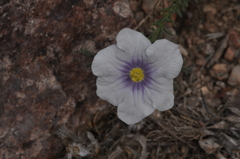 Nierembergia linariifolia