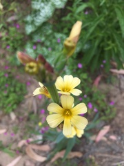 Sisyrinchium cuspidatum