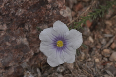Nierembergia linariifolia