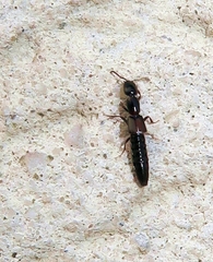 Xantholinus