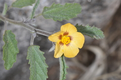 Gaya parviflora