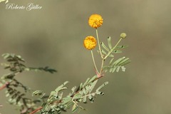 Vachellia astringens