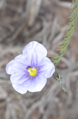Nierembergia linariifolia