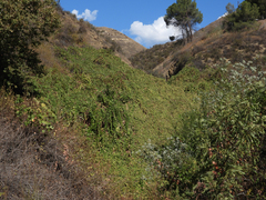Vitis californica