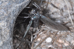 Macrocneme leucostigma