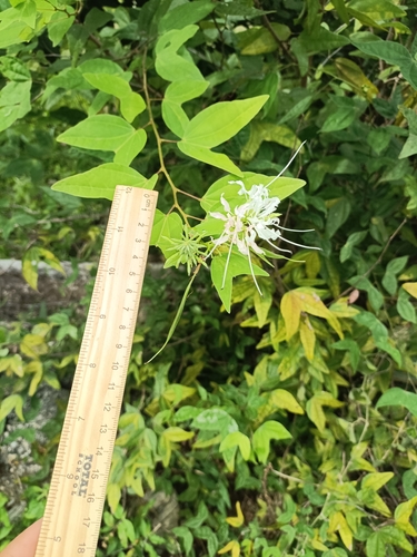 Image of Bauhinia divaricata by (c) carlos-campos, some rights reserved (CC BY-SA)