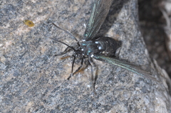 Macrocneme leucostigma