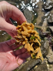 Halichondria bowerbanki